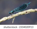 A dragonfly perches on a plant at the 7th Army Training Command’s Grafenwoehr Training Area, Germany, June 24, 2023. 
