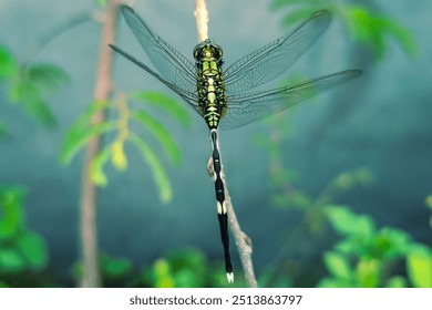 Dragonfly perches on a tree branch. A large green dragonfly perched on a small twig. - Powered by Shutterstock