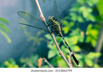 Dragonfly perches on a tree branch. A large green dragonfly perched on a small twig. - Powered by Shutterstock