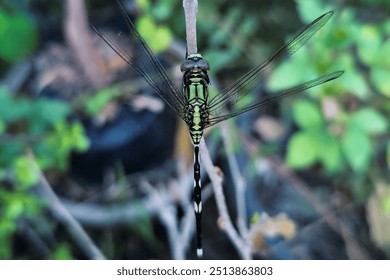 Dragonfly perches on a tree branch. A large green dragonfly perched on a small twig. - Powered by Shutterstock