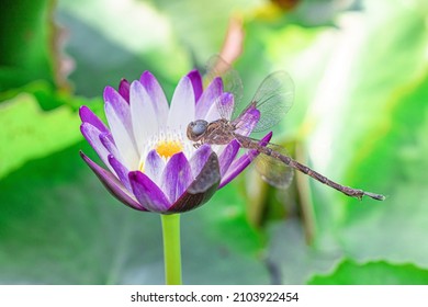 Dragonfly perching on the purple lotus flower in the natural pond