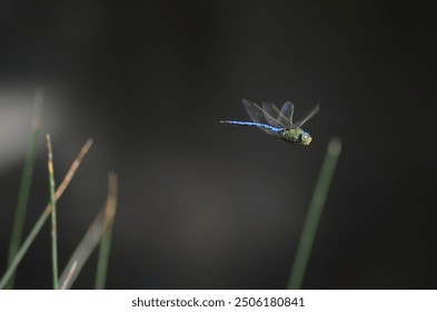 a dragonfly photographed in flight - Powered by Shutterstock