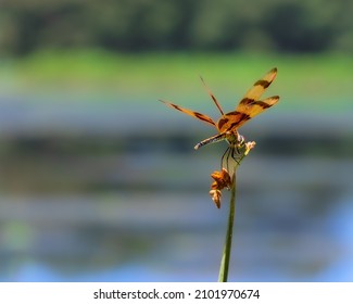 Dragonfly In Pinellas County Park