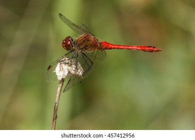 Dragonfly preparing attack. Ruddy darter (Sympetrum sanguineum), adult male. Macro view.