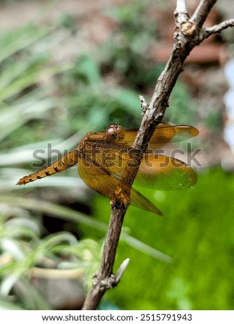 A dragonfly ready to takeoff