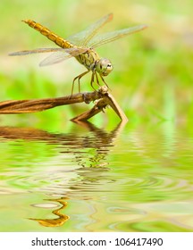 Dragonfly Reflected In Water.