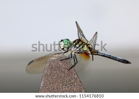 Similar – Close-up of a dragonfly sitting on a poppy seed capsule