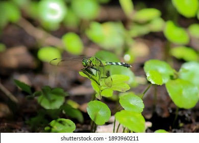 Dragonfly resting in back yard