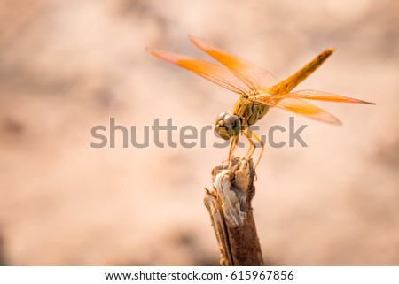 dragonfly resting on a branch with green background