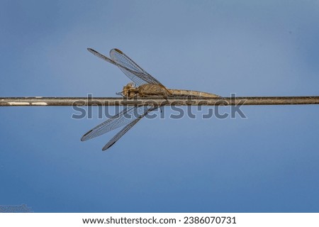 A dragonfly resting on a metal cable. Low angle view with blue sky in background. Macro-photography with high quality image details close-up. 