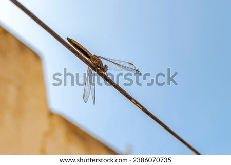 A dragonfly resting on a metal cable. Low angle view with blue sky and blurred wall in background. Macro-photography with high quality image details close-up. 
