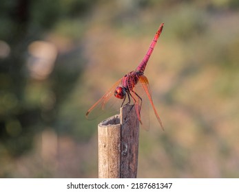 Dragonfly is resting on a summer evening