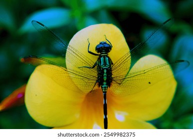 Dragonfly Resting on Yellow Bloom, A vibrant green dragonfly perches gracefully on a yellow flower, showcasing the delicate intricacy of its transparent wings against a blurred natural background.  - Powered by Shutterstock