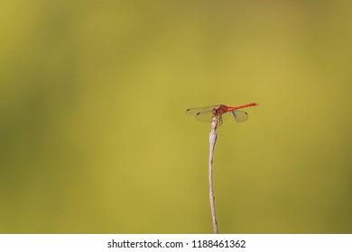 A dragonfly (Ruby Meadowlark) perched on a stick in an Ontario park in summer