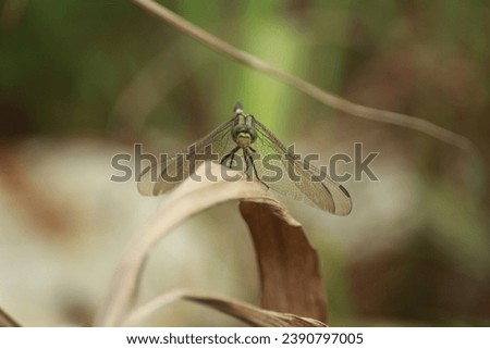 Dragonfly at Sandakan. Shot with 70-300mm macro lens. 