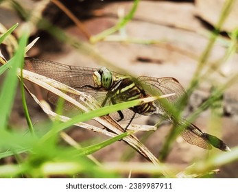 A dragonfly was seen perched on a branch of grass. The existence of dragonflies today is already rare. Only in the countryside dragonflies can still be seen roaming in the wild. 