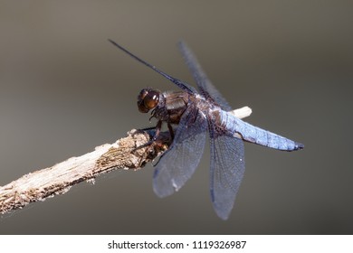 A dragonfly sits on a branch and looks out for competitors. Dragonflies are the fastest insects in the world. - Shutterstock ID 1119326987