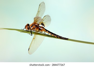 Dragonfly sitting on blade of grass