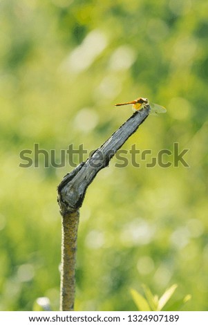 Similar – Foto Bild Hungriger Vogelnachwuchs