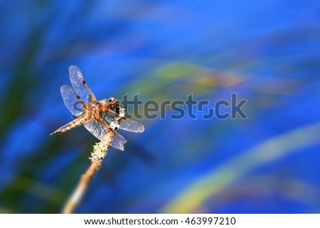 Similar – Hoverfly kisses blossom