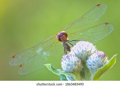 Dragonfly Sitting On A Flower