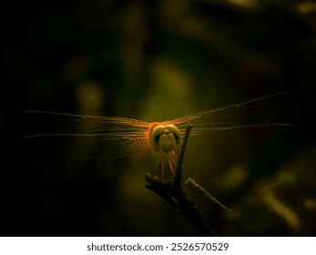 Dragonfly - sitting on leaf stem of plant.while travelling in Rajghat park,I saw a dragonfly sitting so I captured this with my camera Nikon Coolpix B500