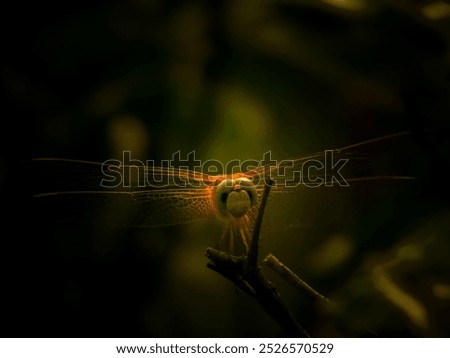 Dragonfly - sitting on leaf stem of plant.while travelling in Rajghat park,I saw a dragonfly sitting so I captured this with my camera Nikon Coolpix B500