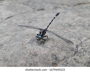 Dragonfly sitting on the stone