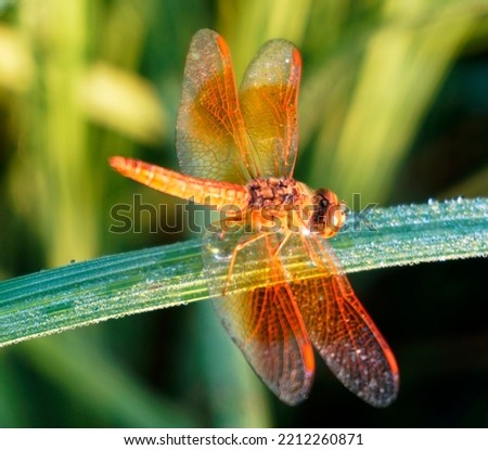 Dragonfly sitting in paddy leaf in morning. Dragonfly on rice plant leaves with dew drops. Red dragonfly sitting on the grass. macro shot of a dragonfly on rice leaves on a spring morning.            