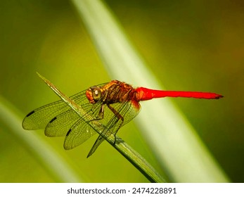 A dragonfly sleeping on a green leaf - Powered by Shutterstock