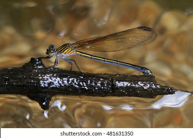 Dragonfly in Southeast Asia.