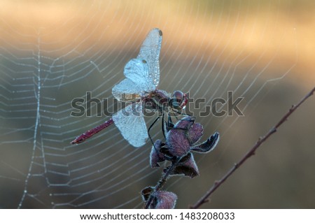 Similar – la plante blanche Flower