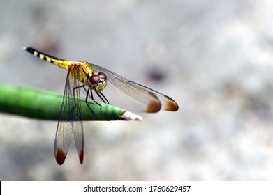 Dragonfly Standing On A Plant, Ilha Do Marajó, Pará, Brazil