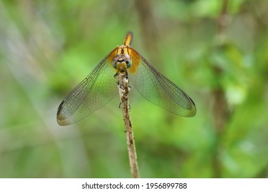 トンボ イラスト の写真素材 画像 写真 Shutterstock