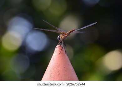 Dragonfly Sticking On A Concrete Plinth With Blurred Background 