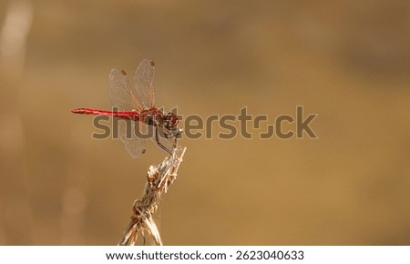 Dragonfly Sympetrum sanguineum on a spring lake