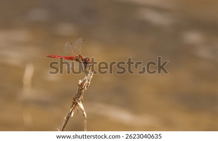 Dragonfly Sympetrum sanguineum on a spring lake