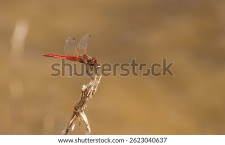 Dragonfly Sympetrum sanguineum on a spring lake