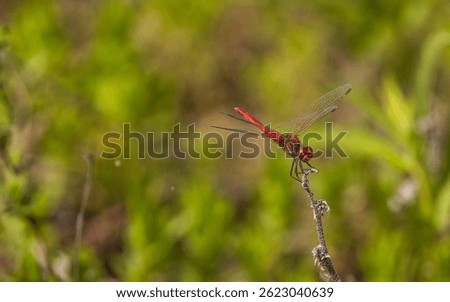 Dragonfly Sympetrum sanguineum on a spring lake