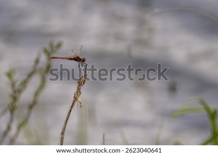 Dragonfly Sympetrum sanguineum on a spring lake