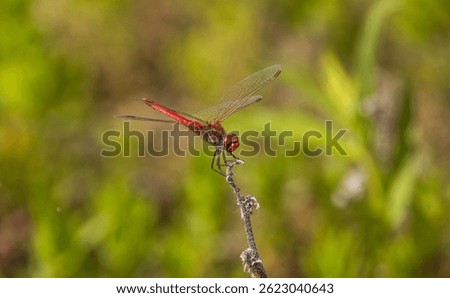 Dragonfly Sympetrum sanguineum on a spring lake