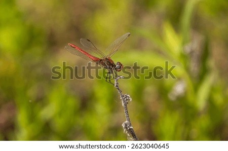 Dragonfly Sympetrum sanguineum on a spring lake