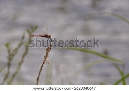 Dragonfly Sympetrum sanguineum on a spring lake