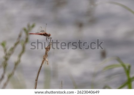 Dragonfly Sympetrum sanguineum on a spring lake
