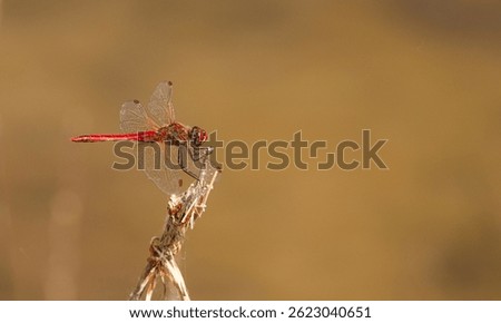 Dragonfly Sympetrum sanguineum on a spring lake