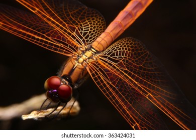 Dragonfly, in Thailand