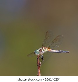 Dragonfly that looks like it is down in the dumps