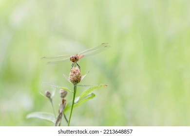 Dragonfly With Transparent Wings Sitting On A Plant In The Summer On A Green Meadow