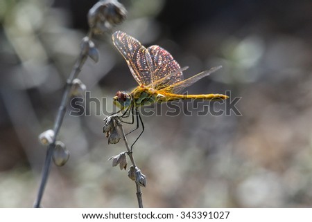 Dragonfly under the sun