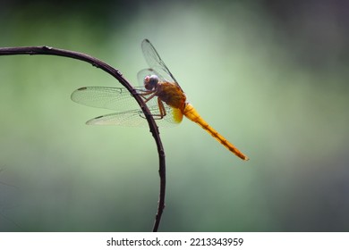 28,550 Dragonfly Wallpapers Images, Stock Photos & Vectors | Shutterstock